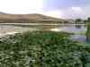 Sarab-e Niloufar Wetland,Niloufar Lake,Lake of Water Lily,سراب نیلوفر,دریاچه نیلوفر,نیلوفر آبی,کرمانشاه,مرداب نیلوفر,sarab nilofar,sarabe nilofar,sarab nilufar,sarab niloofar,saraabe niloufar