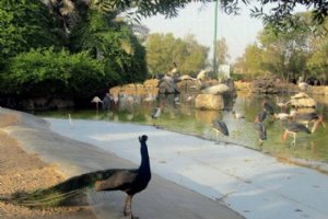 Birds Park - Kish Island