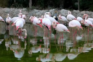 Birds Park - Kish Island