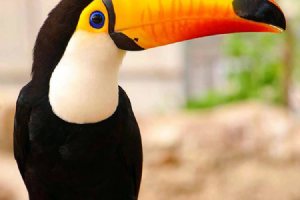 Birds Park - Kish Island
