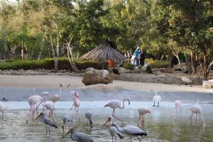 Birds Park - Kish Island