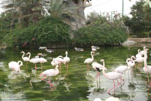 Birds Park - Kish Island