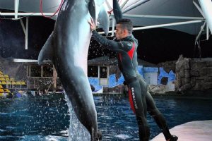 Kish Dolphin Park - Kish Island