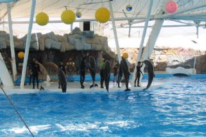 Kish Dolphin Park - Kish Island