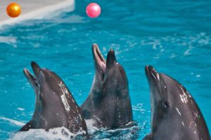 Kish Dolphin Park - Kish Island