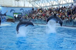 Kish Dolphin Park - Kish Island