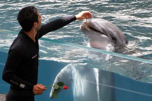 Kish Dolphin Park - Kish Island