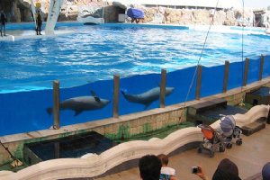Kish Dolphin Park - Kish Island