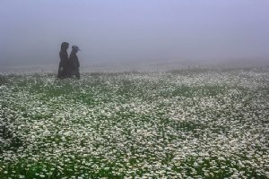 Fandoqlu Forest - Ardebil Province