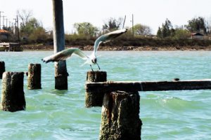 Ashuradeh Island - Bandar Torkaman