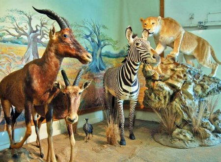 Iran Wildlife and Nature Museum - Dar Abad (Tehran)
