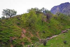 Gachsaran (Gachsaaraan, Dogonbadan)
