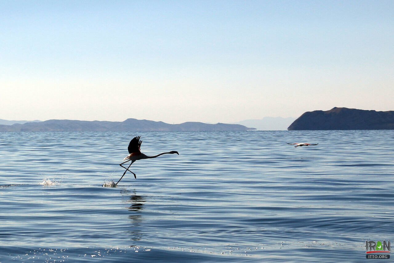 Quyun Daqi Island,Kabudan Island,Kaboudan,Qoyundağı adası,کبودان,جزیره جزیره قویون داغی,قیون داغی,kabodan island,urmia lake,urmia island,جزیره دریاچه ارومیه,دریاچه اورمیه,oroumieh lake,urmieh lake,oromieh lake,kaboodan island,Qoyundagı adasi,Qoyundaqı adasi,quyundaghi adasi