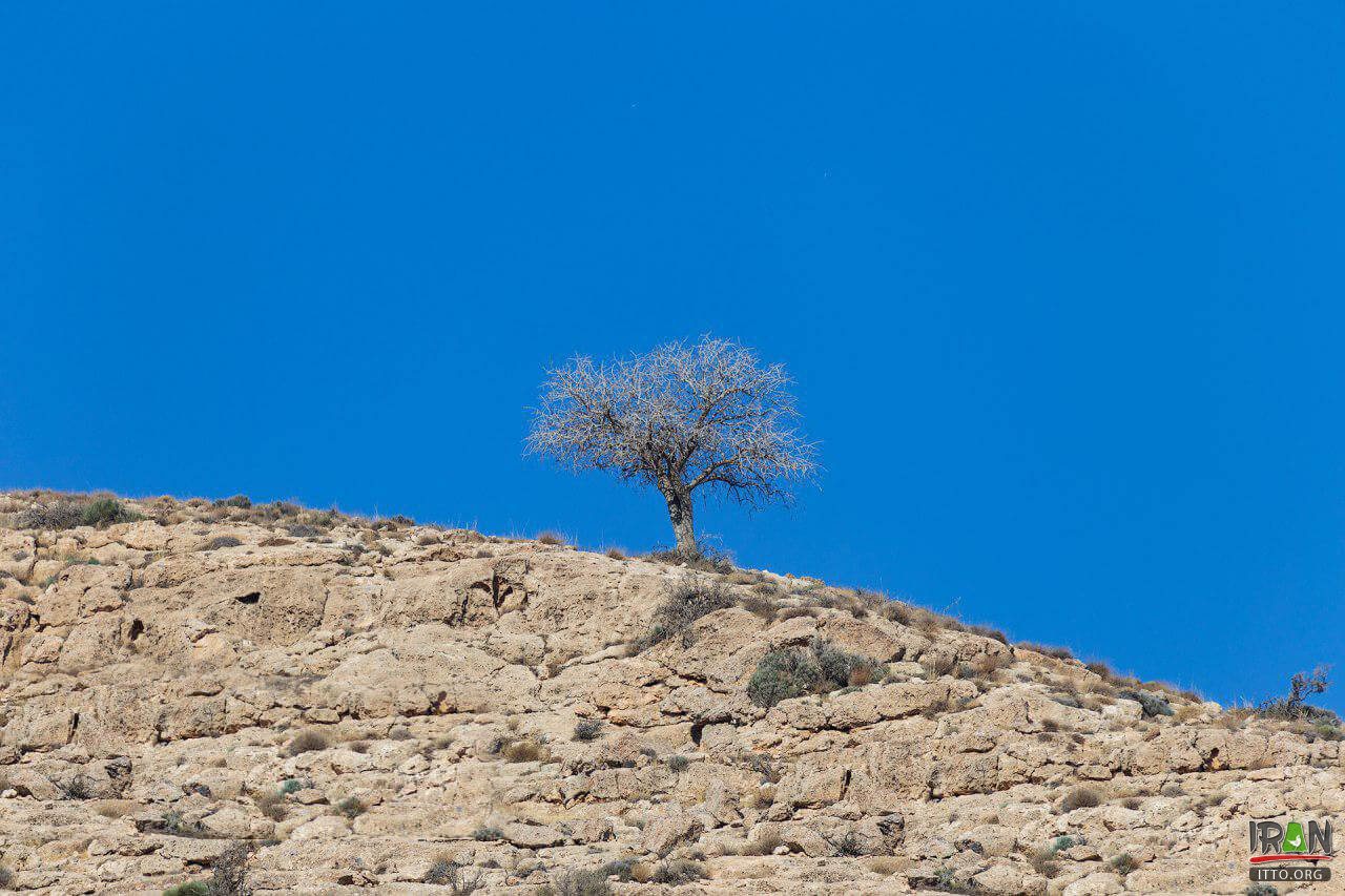 Quyun Daqi Island,Kabudan Island,Kaboudan,Qoyundağı adası,کبودان,جزیره جزیره قویون داغی,قیون داغی,kabodan island,urmia lake,urmia island,جزیره دریاچه ارومیه,دریاچه اورمیه,oroumieh lake,urmieh lake,oromieh lake,kaboodan island,Qoyundagı adasi,Qoyundaqı adasi,quyundaghi adasi