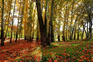Autumn in Bojnord (Bojnurd)