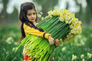 Persian Narcissus (Daffodil) Farms - Behbahan