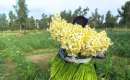 Persian Narcissus (Daffodil) Farms - Behbahan (Thumbnail)