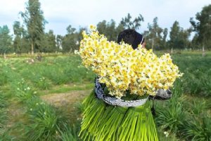 Persian Narcissus (Daffodil) Farms - Behbahan