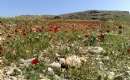 Anjirak Village - Behbahan (Thumbnail)