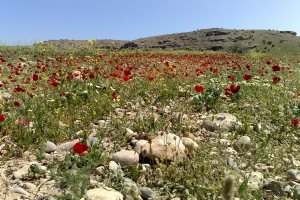 Anjirak Village - Behbahan