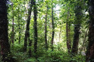 Kiashahr Forest - Astaneh-ye Ashrafiyeh