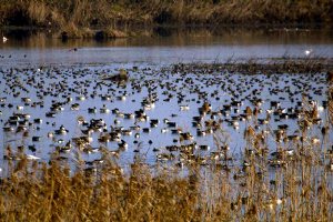Kiashahr Wetland - Astaneh-ye Ashrafiyeh