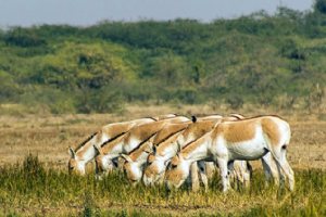 Kavir National Park and Wildlife