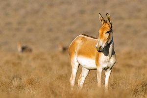 Kavir National Park and Wildlife
