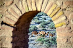 Kavir National Park and Wildlife
