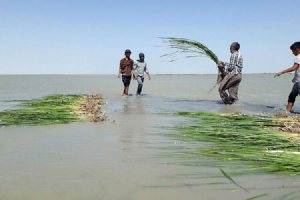 Hamoon Lake - Sistan va Balouchestan Province