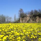 Baliran Forest near Amol