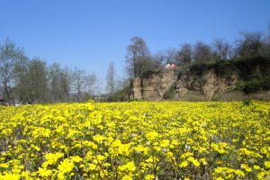 Baliran Forest near Amol