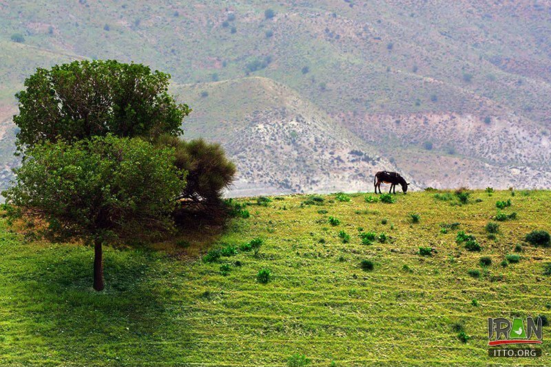 Tang-e Bovan,Bovaan Gorge,Tangeh-e Bovan,نورآباد ممسنی,نوراباد ممسنی,نورابادممسنی,mamasani,nourabad,fars province,استان فارس,tangeh bovan,tang bovaan,bovan canyon
