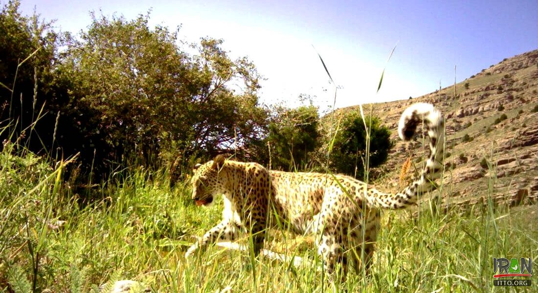 Tandoureh Protected Area - Dargaz (Khorasan Razavi)