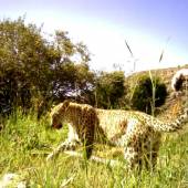 Tandoureh Protected Area - Dargaz (Khorasan Razavi)