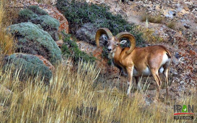 Chehelmir Protected area,Tandooreh National Park,Tandureh Park,Tandoreh,تندوره,پارک تندوره,tandoreh,tandureh,tandoureh,tandooreh,dargez,dargaz,درگز,خراسان رضوی,razavi khorasan,khorasan razavi,خراسان,khurasan razavi,razavi khurasan,چهل میر,چهلمیر,chelmir,chehelmir park