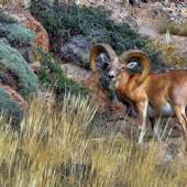 Tandoureh Protected Area - Dargaz (Khorasan Razavi)