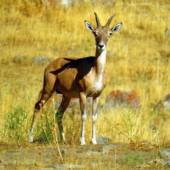 Tandoureh Protected Area - Dargaz (Khorasan Razavi)