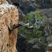 Tandoureh Protected Area - Dargaz (Khorasan Razavi)