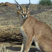 Tandoureh Protected Area - Dargaz (Khorasan Razavi)