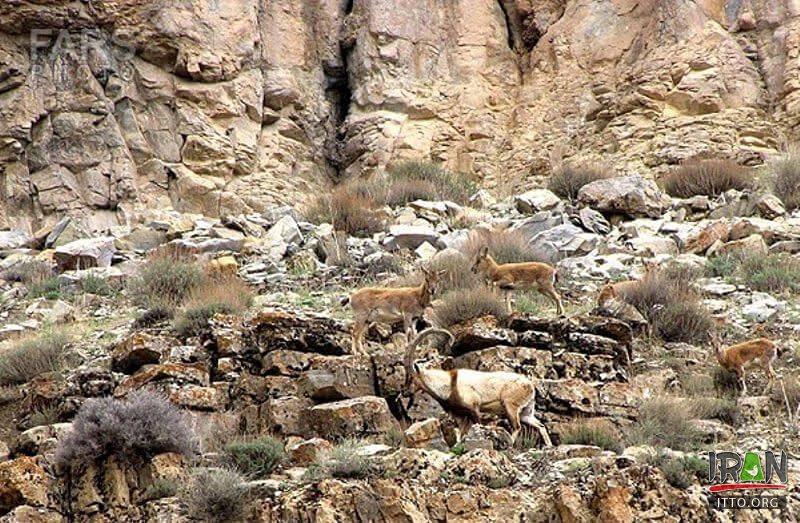 Chehelmir Protected area,Tandooreh National Park,Tandureh Park,Tandoreh,تندوره,پارک تندوره,tandoreh,tandureh,tandoureh,tandooreh,dargez,dargaz,درگز,خراسان رضوی,razavi khorasan,khorasan razavi,خراسان,khurasan razavi,razavi khurasan,چهل میر,چهلمیر,chelmir,chehelmir park