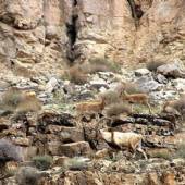 Tandoureh Protected Area - Dargaz (Khorasan Razavi)
