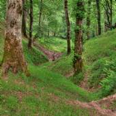 Dalikhani Forest (Ramsar)