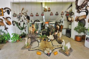 Iran Wildlife and Nature Museum - DarAbad (Tehran)