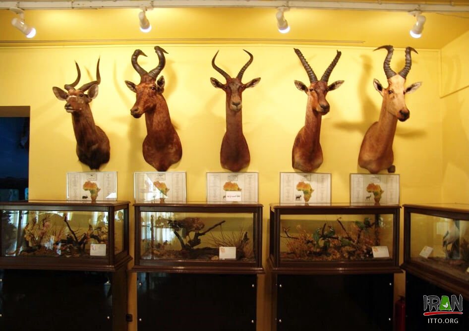 Natural Monuments and Wildlife Museum (Dar Abad),Iran Darabad Museum of Nature & Wildlife,Tehran's Nature and Wildlife Museum of Darabad,Darabad museum
