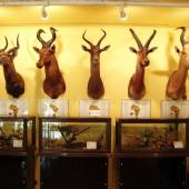 Iran Wildlife and Nature Museum - Dar Abad (Tehran)
