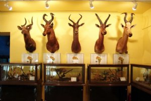 Iran Wildlife and Nature Museum - Dar Abad (Tehran)