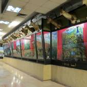 Iran Wildlife and Nature Museum - Dar Abad (Tehran)