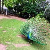Iran Wildlife and Nature Museum - Dar Abad (Tehran)