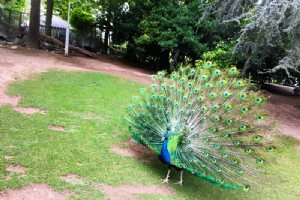 Iran Wildlife and Nature Museum - Dar Abad (Tehran)